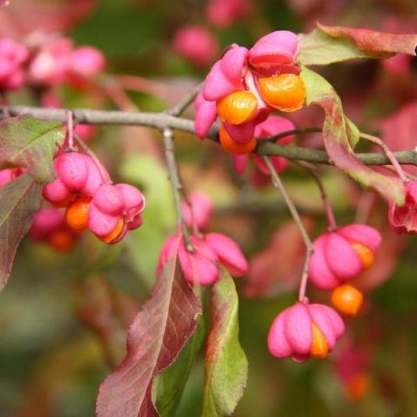 Vermont’s Invasive Exotic Plant Watch List Updated Vermont Invasives